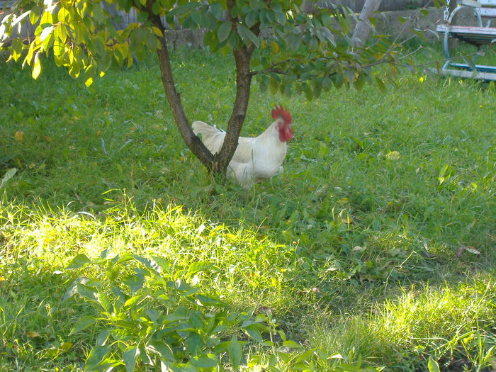 DSCF9264 - Gaini Bresse