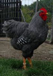 plymouth rock barat; cocos 2015 provenienta crescatoriaTYM.sunphoto.ro
