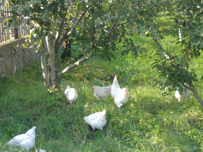 DSCF9278 - Gaini Bresse