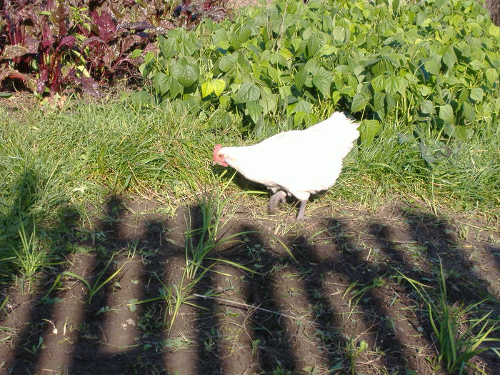 DSCF9283 - Gaini Bresse