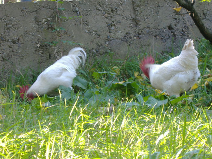 DSCF9289 - Gaini Bresse