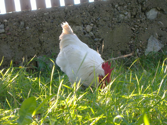 DSCF9291 - Gaini Bresse