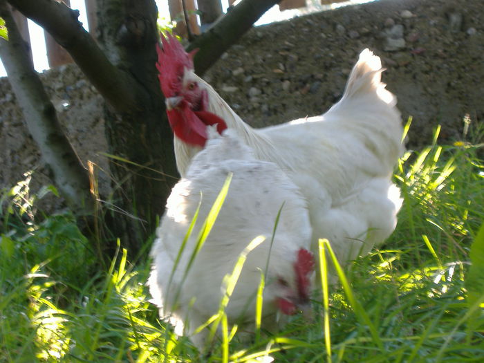 DSCF9292 - Gaini Bresse