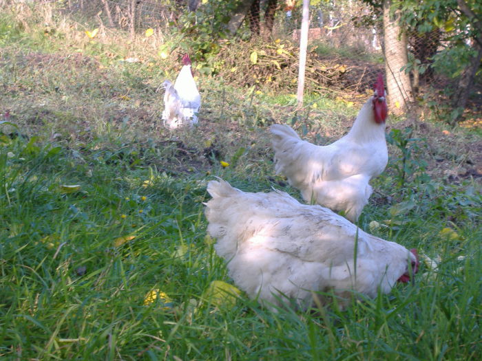 DSCF9302 - Gaini Bresse