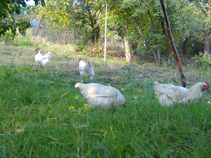 DSCF9303 - Gaini Bresse