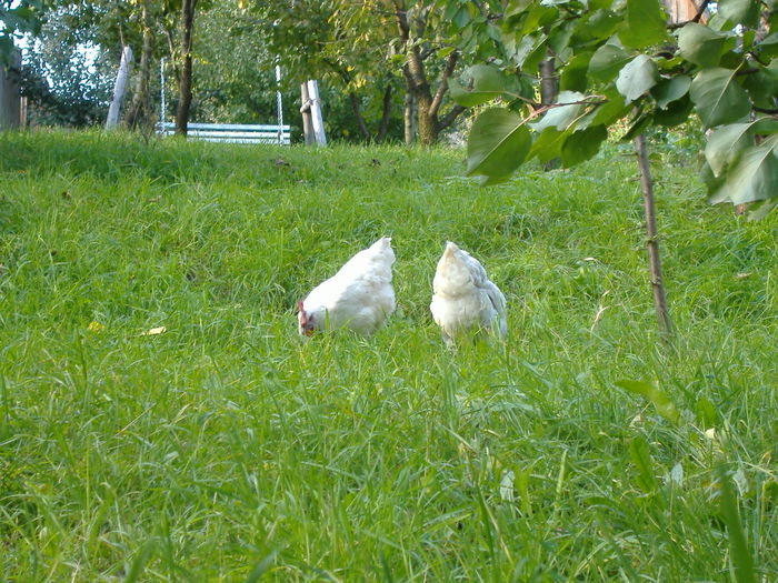 DSCF9304 - Gaini Bresse