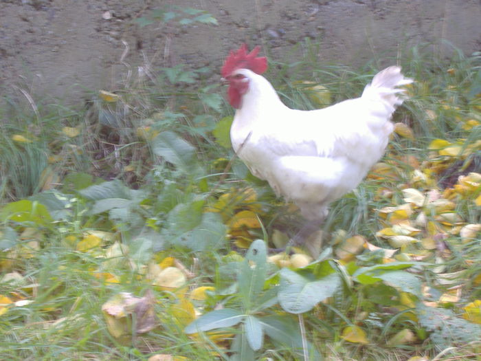 DSCF9322