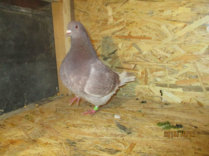 2015 inel 00022 poza 2; pui din perechea 3
