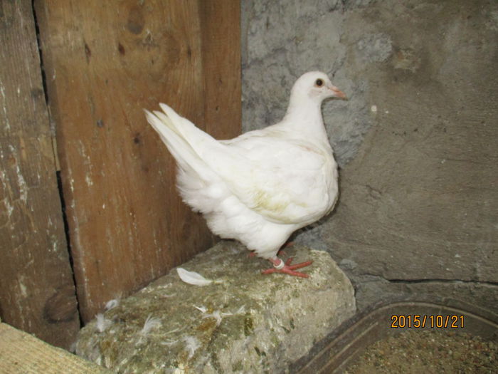 2015 inel EE 18286; pui din perechea 4
