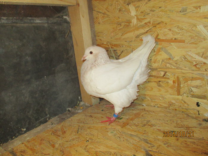 2015 inel EE 18291 poza 2; pui din perechea 7
