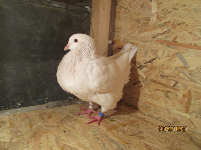 2015 inel EE 18291 poza 3; pui din perechea 7
