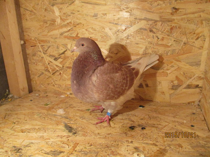 2015 inel EE 18292 poza 2; pui din perechea 7
