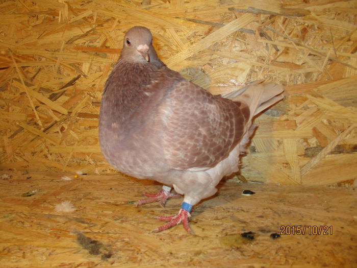 2015 inel EE 18292 poza 3; pui din perechea 7
