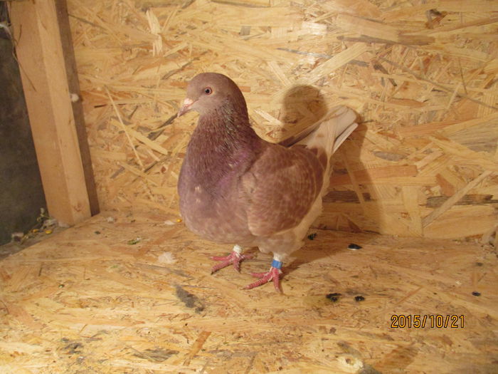 2015 inel EE 18292; pui din perechea 7
