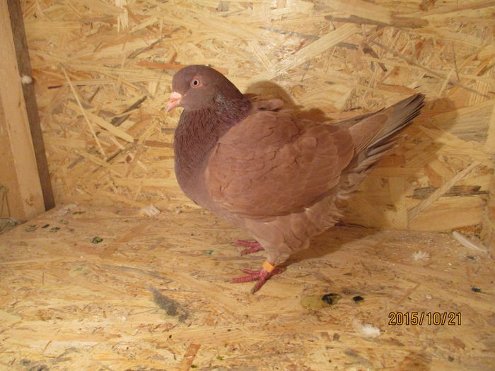 2015 inel EE 18293; pui din perechea 6
