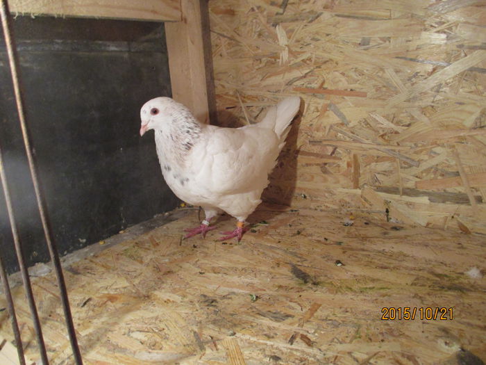 2015 inel EE 18302; pui din perechea 6
