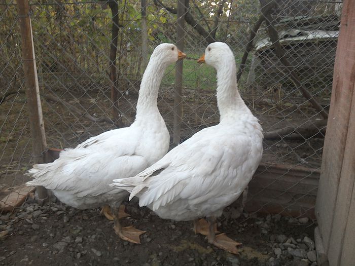 WIN_20151022_055209 - Ratuste si Gaste albe