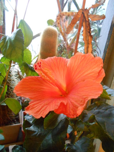 Hibiscus mandarin - Hibiscusi de la Enama
