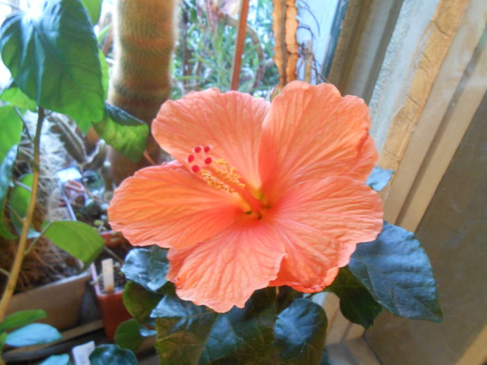 Hibiscus mandain; In plina inflorescenta
