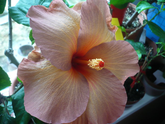 Tahitian Zodiac Scorpio