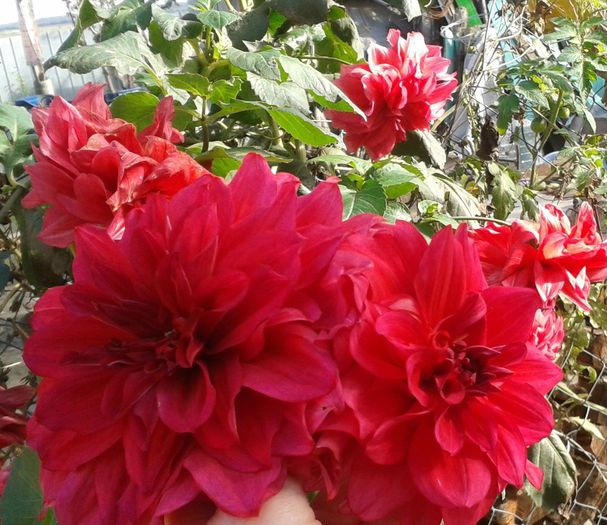 12032892_915959098476867_2440184623896758261_o - floricele ingrijite de mama