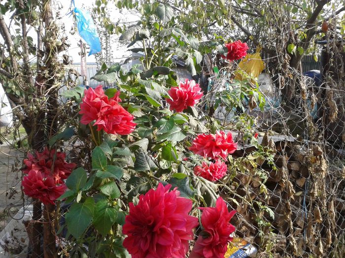 12045201_915959058476871_4343414403153643292_o - floricele ingrijite de mama