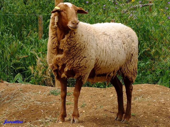 Rasa franceza Rouge du Roussillon - Rase de oi si capre -Poze deosebite-8
