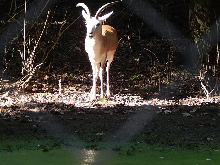 DSCN0007 - Zoo Szeged 09-2015