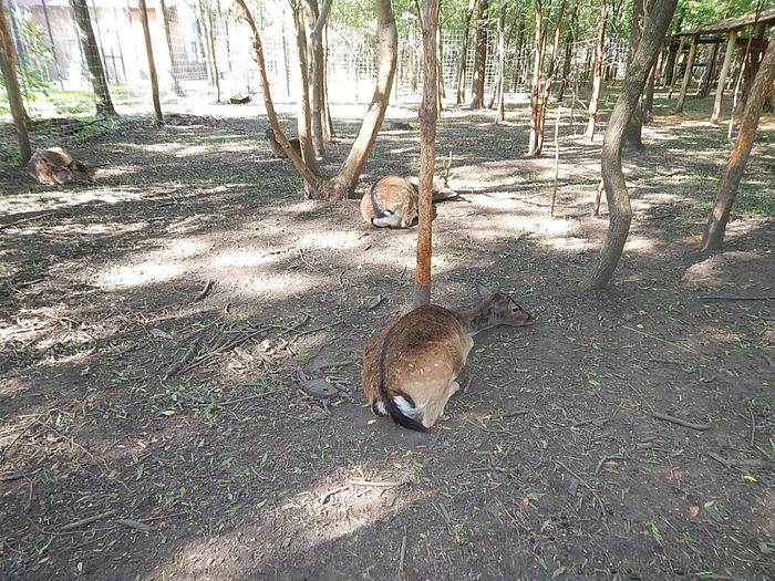 DSCN0082 - Zoo Szeged 09-2015