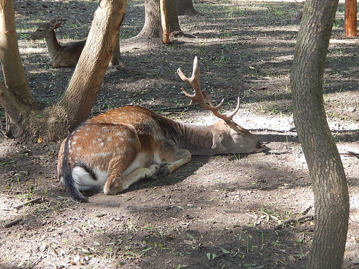 DSCN0083 - Zoo Szeged 09-2015