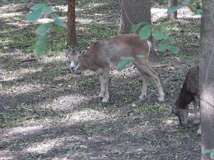 DSCN0084 - Zoo Szeged 09-2015