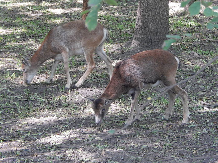 DSCN0085 - Zoo Szeged 09-2015