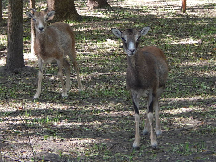 DSCN0086 - Zoo Szeged 09-2015