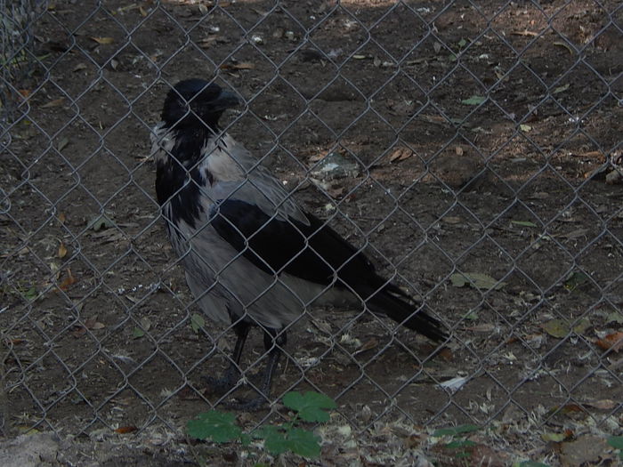 DSCN0091 - Zoo Szeged 09-2015