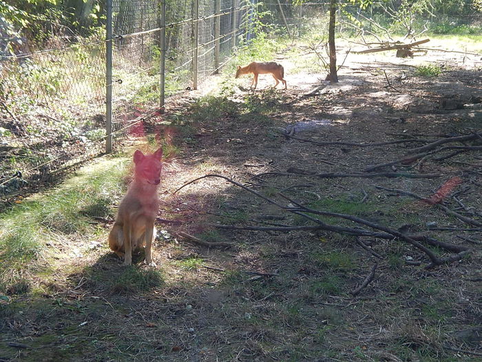 DSCN0094 - Zoo Szeged 09-2015
