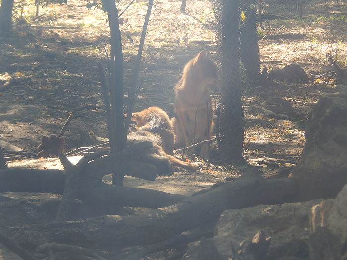 DSCN0095 - Zoo Szeged 09-2015