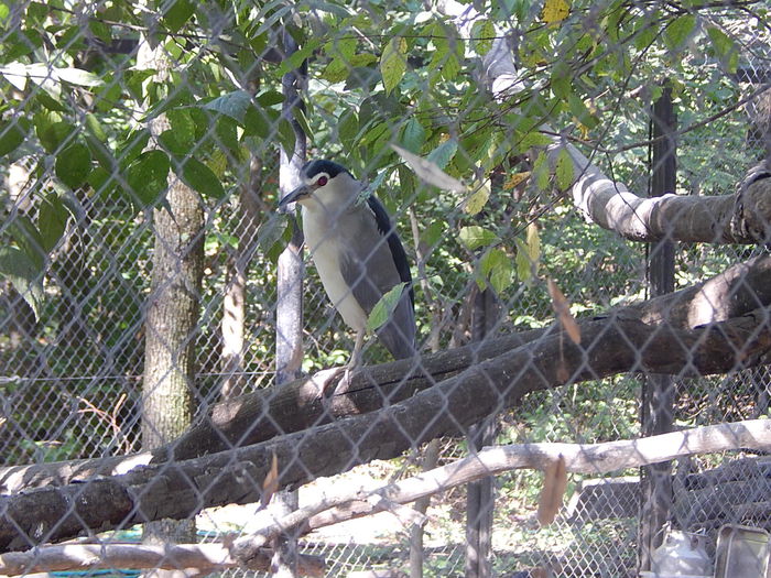 DSCN0097 - Zoo Szeged 09-2015