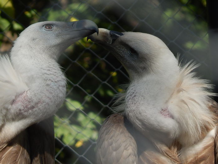 DSCN0100 - Zoo Szeged 09-2015