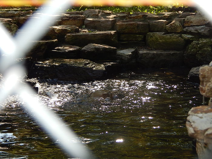 DSCN0101 - Zoo Szeged 09-2015