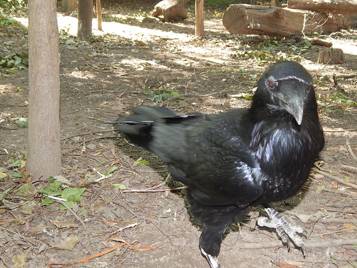 DSCN0103 - Zoo Szeged 09-2015