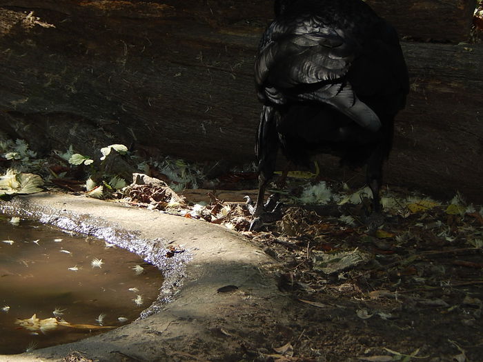 DSCN0105 - Zoo Szeged 09-2015