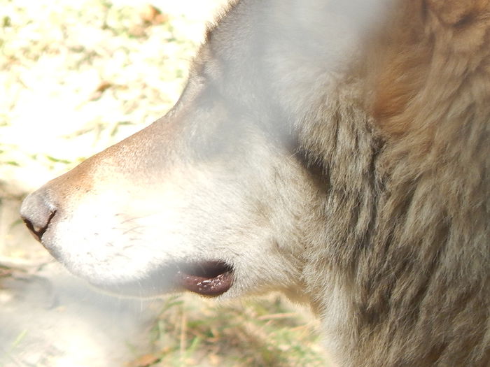 DSCN0107 - Zoo Szeged 09-2015