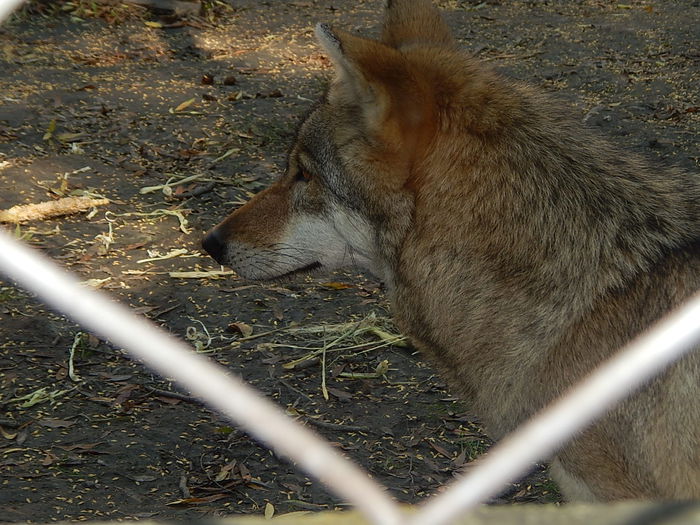 DSCN0108 - Zoo Szeged 09-2015