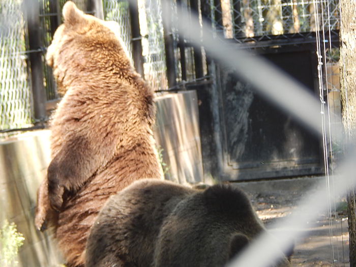 DSCN0110 - Zoo Szeged 09-2015