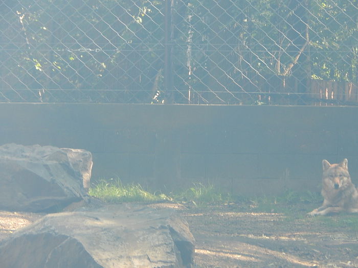 DSCN0111 - Zoo Szeged 09-2015