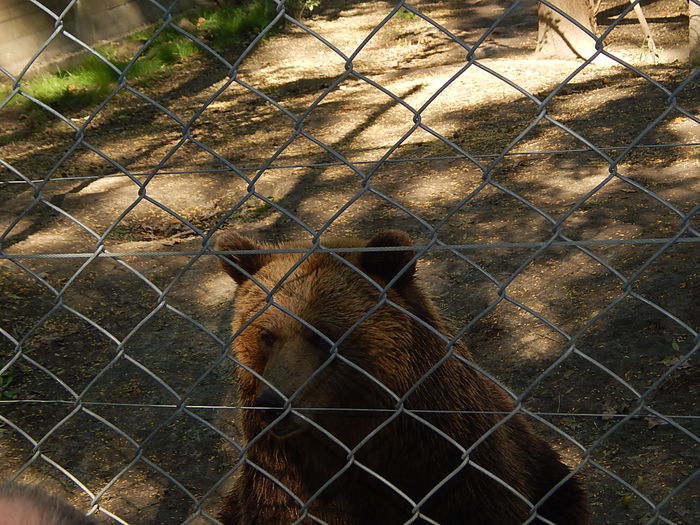 DSCN0112 - Zoo Szeged 09-2015