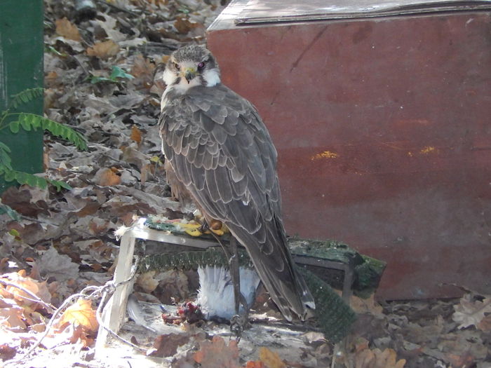 DSCN0115 - Zoo Szeged 09-2015