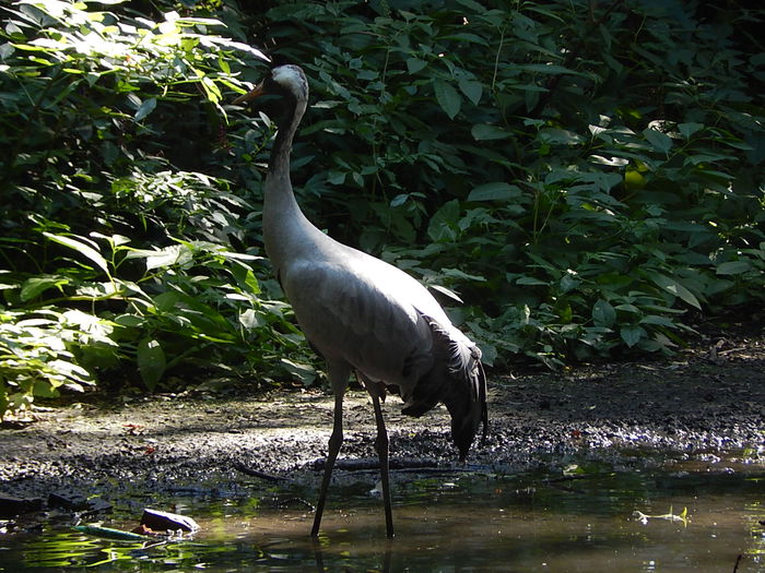 DSCN0119 - Zoo Szeged 09-2015