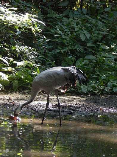 DSCN0120 - Zoo Szeged 09-2015