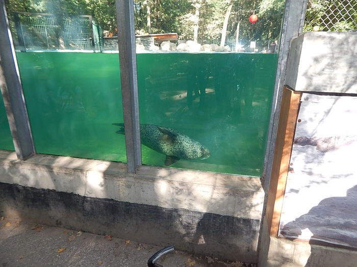 DSCN0121 - Zoo Szeged 09-2015